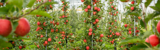 De appel valt met een GLN letterlijk niet ver van de boom - De appel valt met een GLN letterlijk niet ver van de boom